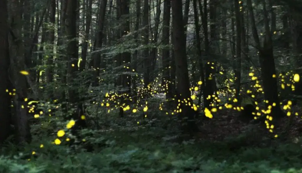 Firefly Season in the PA Great Outdoors