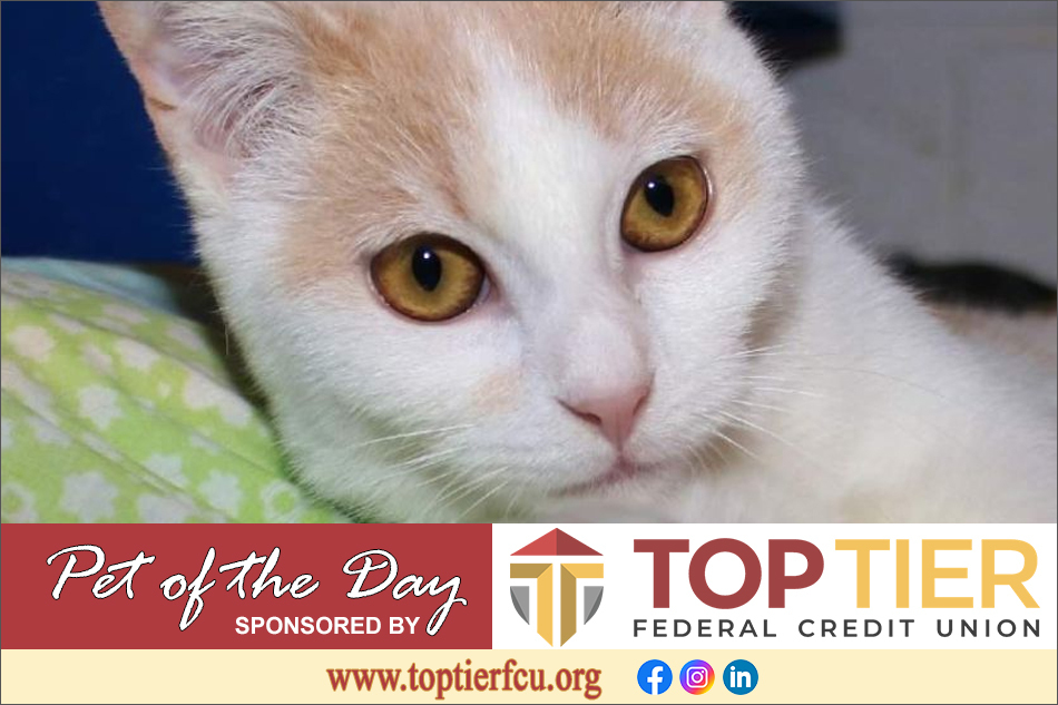 Clarion County Adoptable Pet of the Day: Solstice