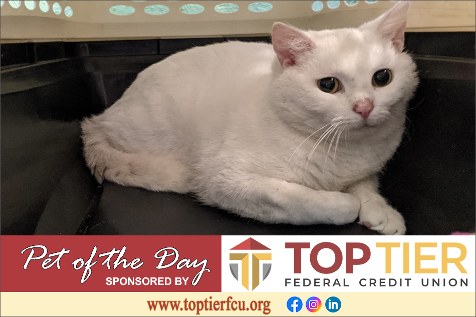 Clarion County Adoptable Pet of the Day: Walt Jr.