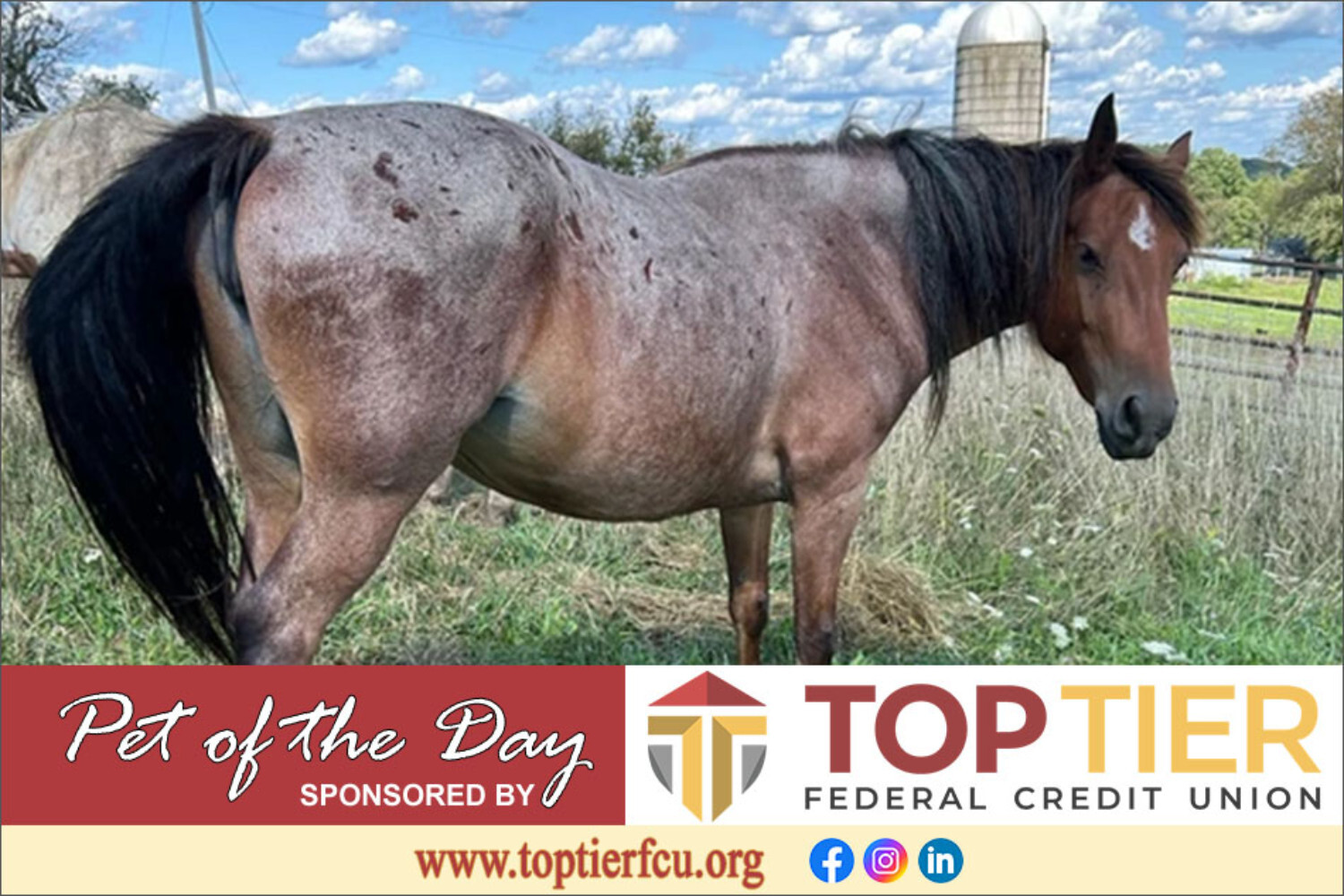 Clarion County Adoptable Pet of the Day: Hope