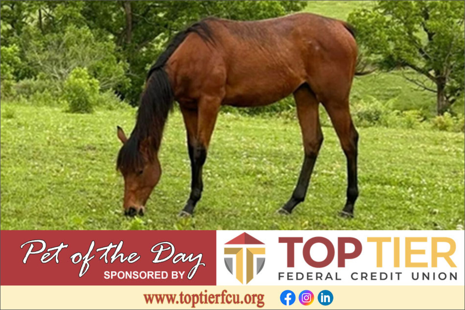 Clarion County Adoptable Pet of the Day: Ava