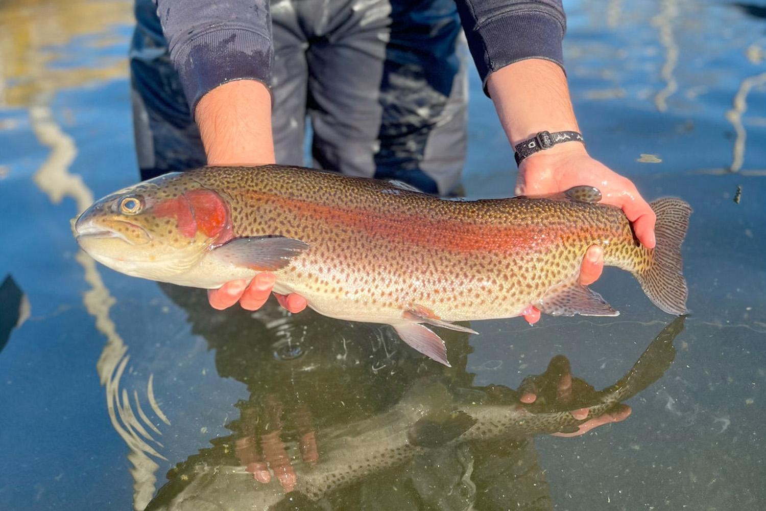 2025 Trout Stocking Schedule Released For Pennsylvania Anglers Rainbow Trout