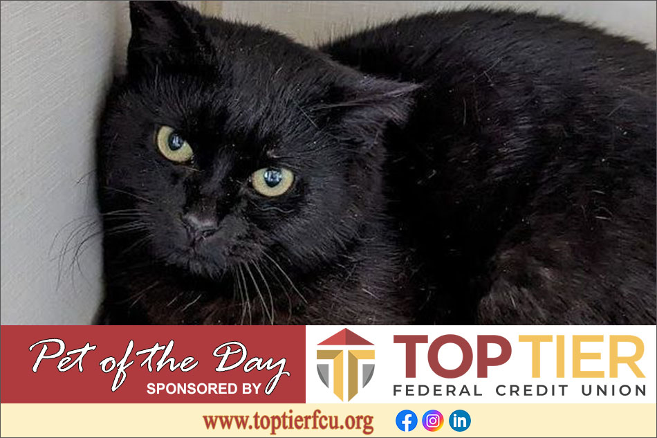 Clarion County Adoptable Pet of the Day: Harrison Furred