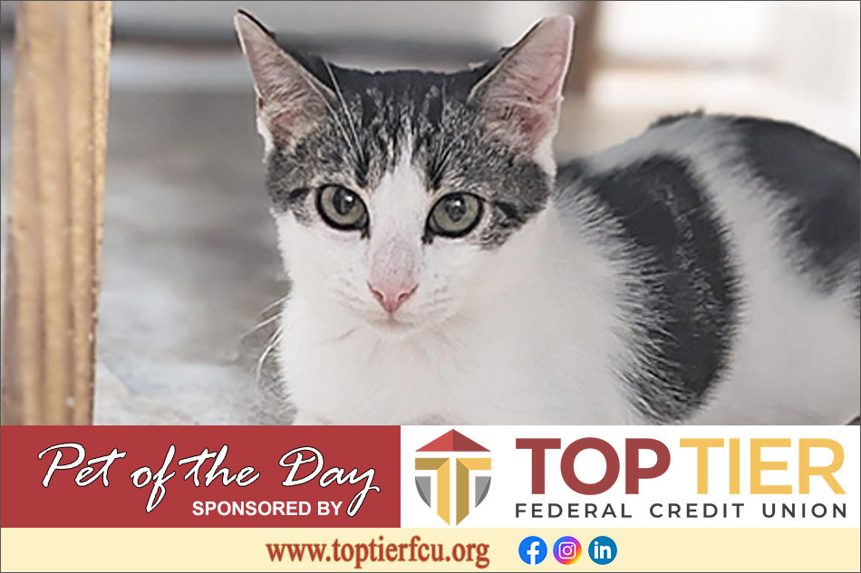 Clarion County Adoptable Pet of the Day: Randy