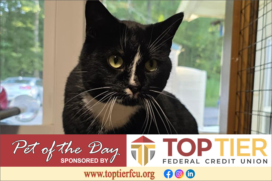 Clarion County Adoptable Pet of the Day: Spock