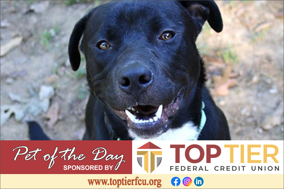 Clarion County Adoptable Pet of the Day: Hunter