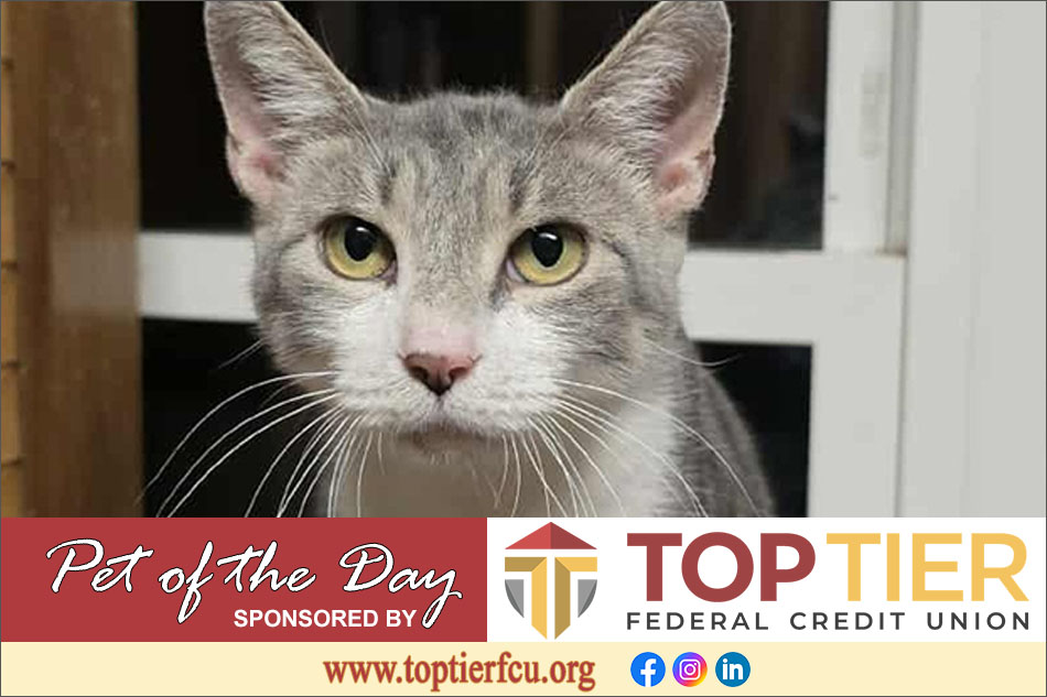 Clarion County Adoptable Pet of the Day: Nightshade