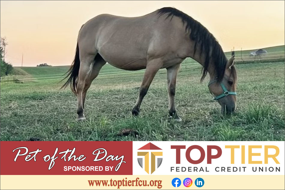 Clarion County Adoptable Pet of the Day: Pixie