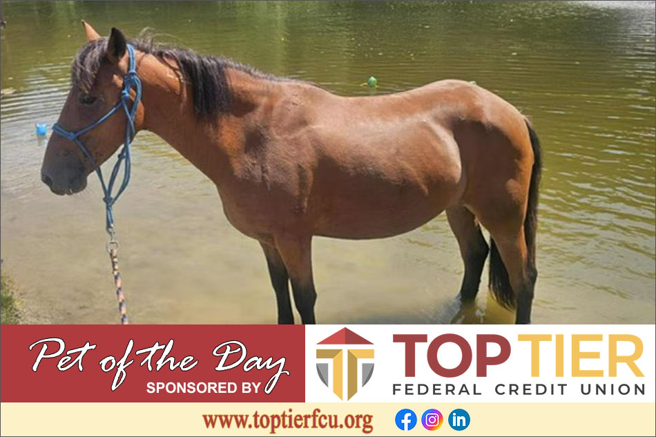 Clarion County Adoptable Pet of the Day: Scarlett