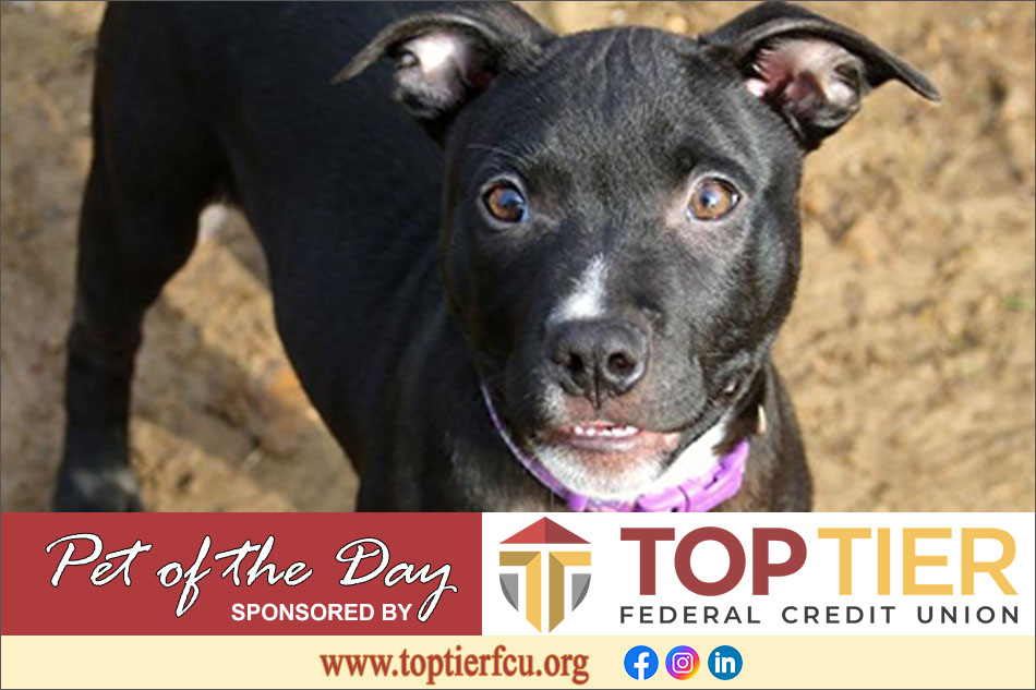 Clarion County Adoptable Pet of the Day: Knox