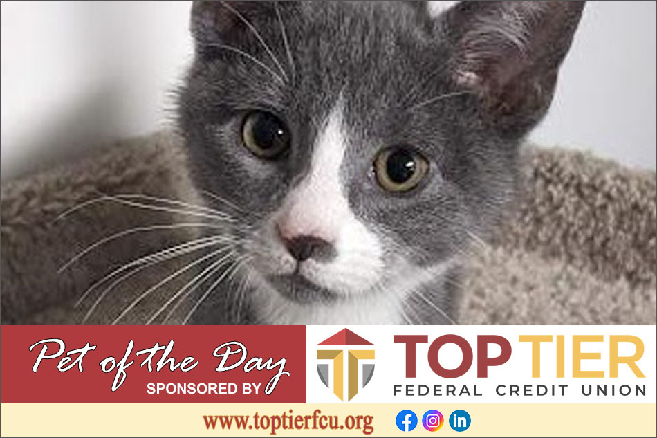 Clarion County Adoptable Pet of the Day: Eggplant a.k.a. Eggy