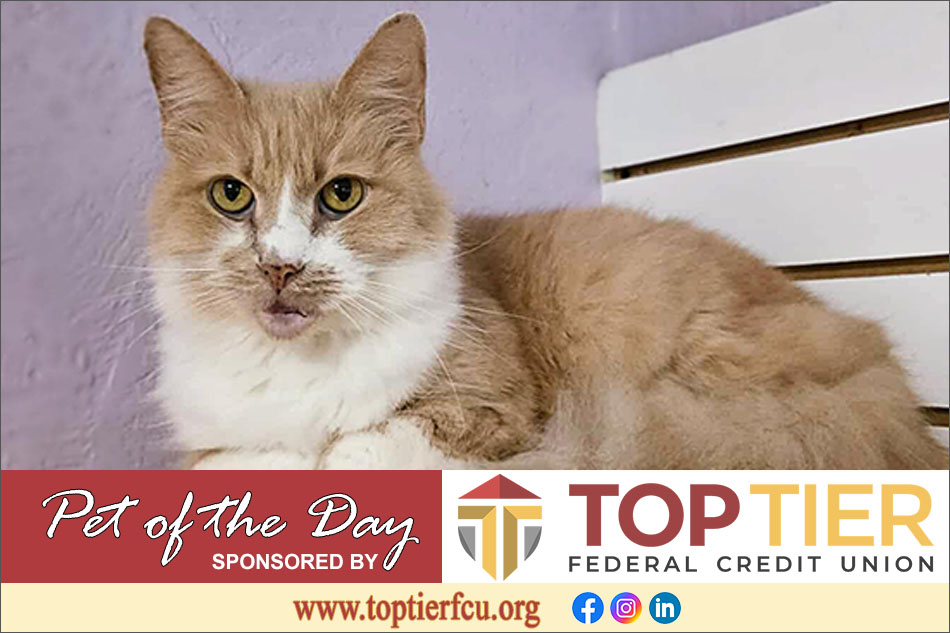 Clarion County Adoptable Pet of the Day: Major Babydoll