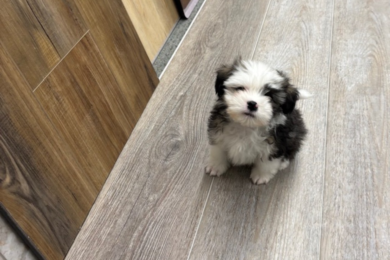 SPONSORED: McMillen’s Showcases Wide Selection of Waterproof Vinyl Plank